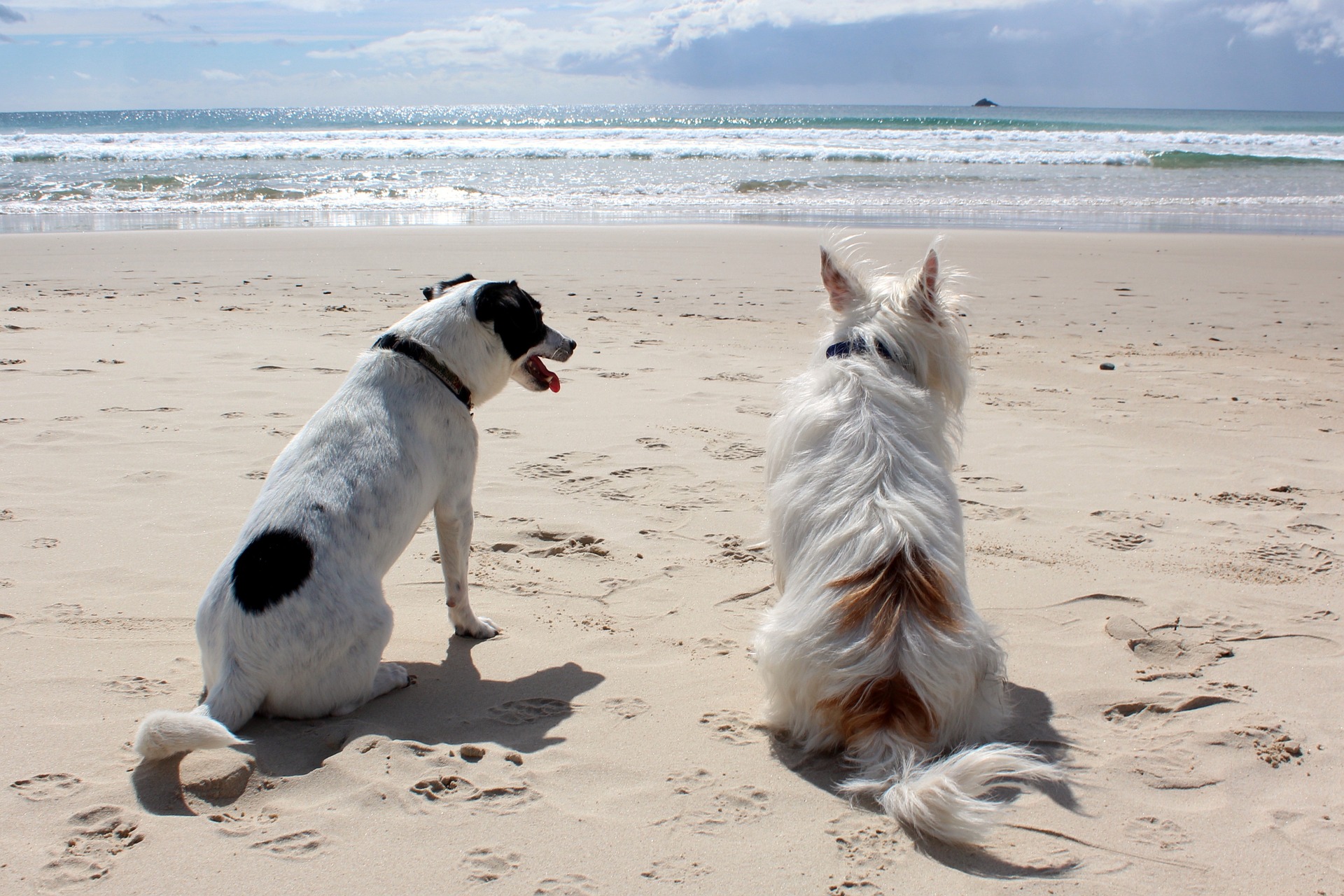 Hunde am Hundestrand - Urlaub in Zinnowitz